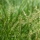 Winter Bird Food On Improved Grassland CIGL2